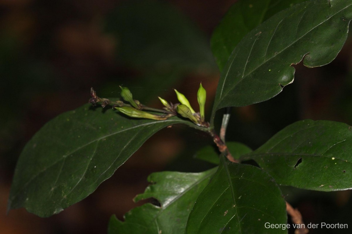 Pseuderanthemum latifolium (Vahl) B.Hansen